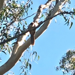 Eudynamys orientalis (Pacific Koel) at Bruce, ACT - 11 Feb 2021 by goyenjudy