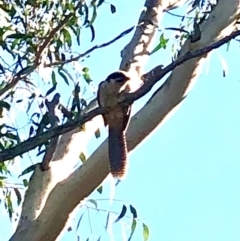 Eudynamys orientalis at Bruce, ACT - 11 Feb 2021 10:02 AM