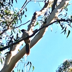 Eudynamys orientalis at Bruce, ACT - 11 Feb 2021 10:02 AM