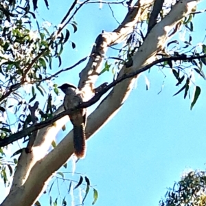 Eudynamys orientalis at Bruce, ACT - 11 Feb 2021