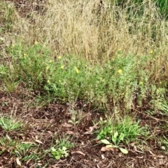 Carthamus lanatus (Saffron Thistle) at Bruce Ridge to Gossan Hill - 7 Feb 2021 by goyenjudy