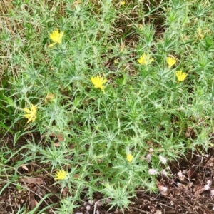 Carthamus lanatus at Bruce, ACT - 8 Feb 2021 10:26 AM