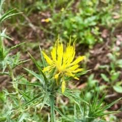 Carthamus lanatus at Bruce, ACT - 8 Feb 2021 10:26 AM