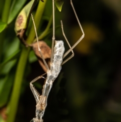 Mantodea (order) (Unidentified praying mantis) at Macgregor, ACT - 12 Feb 2021 by Roger