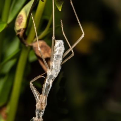 Mantodea (order) (Unidentified praying mantis) at Macgregor, ACT - 12 Feb 2021 by Roger