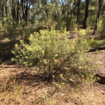 Cassinia quinquefaria (Rosemary Cassinia) at Gossan Hill - 15 Jan 2021 by goyenjudy