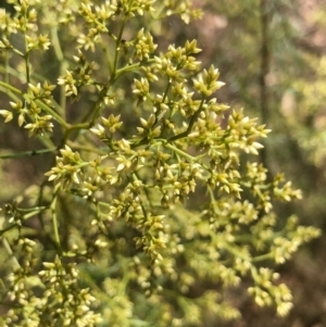 Cassinia quinquefaria at Bruce, ACT - 16 Jan 2021 10:14 AM