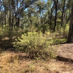 Cassinia quinquefaria at Bruce, ACT - 16 Jan 2021 10:14 AM