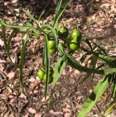 Solanum linearifolium (Kangaroo Apple) at Bruce, ACT - 20 Jan 2021 by goyenjudy