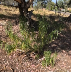 Solanum linearifolium at Bruce, ACT - 21 Jan 2021