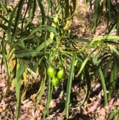 Solanum linearifolium at Bruce, ACT - 21 Jan 2021