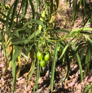 Solanum linearifolium at Bruce, ACT - 21 Jan 2021 10:11 AM