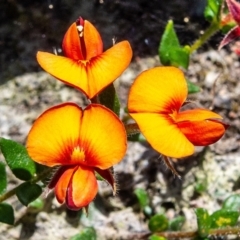 Oxylobium cordifolium (Heart-leaved Shaggy Pea) at Saint George, NSW - 21 Jan 2021 by Philip