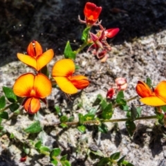 Oxylobium cordifolium at Saint George, NSW - 21 Jan 2021