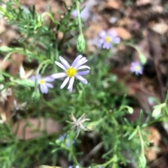 Vittadinia muelleri (Narrow-leafed New Holland Daisy) at Bruce Ridge to Gossan Hill - 12 Feb 2021 by goyenjudy