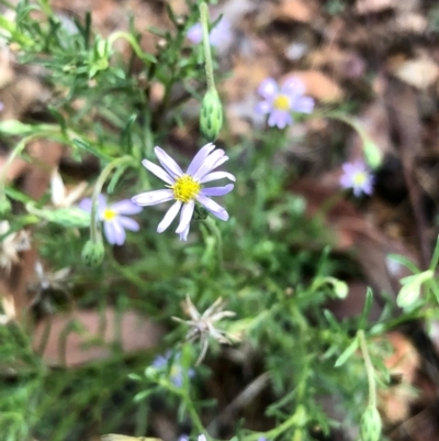 Vittadinia muelleri (Narrow-leafed New Holland Daisy) at Bruce Ridge to Gossan Hill - 12 Feb 2021 by goyenjudy