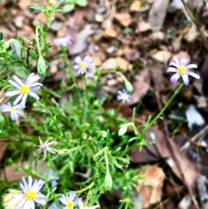 Vittadinia muelleri at Bruce, ACT - 13 Feb 2021