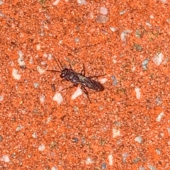 Crabroninae (subfamily) (Unidentified solitary wasp) at Lyons, ACT - 13 Feb 2021 by zebras