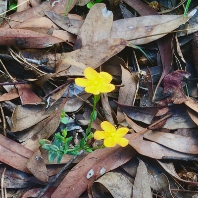 Hypericum gramineum (Small St Johns Wort) at Bruce, ACT - 13 Feb 2021 by goyenjudy