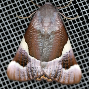 Niceteria macrocosma at O'Connor, ACT - 10 Feb 2021 10:08 PM