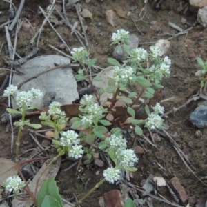 Poranthera microphylla at Bungendore, NSW - 5 Jan 2021