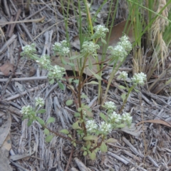 Poranthera microphylla at Bungendore, NSW - 5 Jan 2021