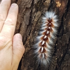Anthela varia (Hairy Mary) at Murrumbateman, NSW - 13 Feb 2021 by tpreston
