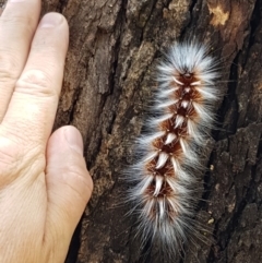 Anthela varia (Hairy Mary) at Murrumbateman Cemetery - 13 Feb 2021 by tpreston