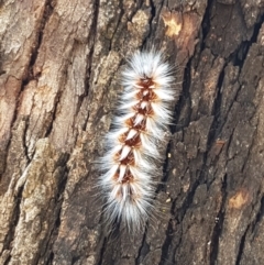 Anthela varia at Murrumbateman, NSW - 13 Feb 2021 12:43 PM