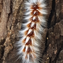 Anthela varia at Murrumbateman, NSW - 13 Feb 2021 12:43 PM