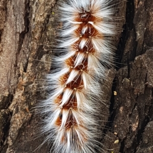 Anthela varia at Murrumbateman, NSW - 13 Feb 2021