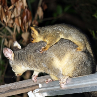 Trichosurus vulpecula (Common Brushtail Possum) at O'Connor, ACT - 10 Feb 2021 by ibaird