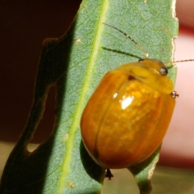 Paropsisterna cloelia (Eucalyptus variegated beetle) at Murrumbateman, NSW - 13 Feb 2021 by tpreston