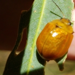 Paropsisterna cloelia at Murrumbateman, NSW - 13 Feb 2021 12:42 PM