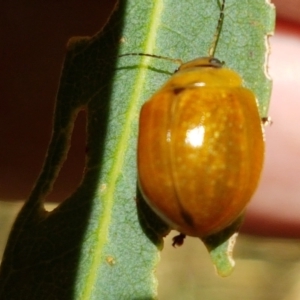 Paropsisterna cloelia at Murrumbateman, NSW - 13 Feb 2021 12:42 PM