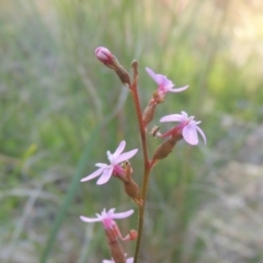 Stylidium graminifolium (grass triggerplant) at Bungendore, NSW - 5 Jan 2021 by MichaelBedingfield