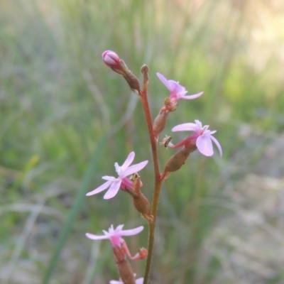 Stylidium graminifolium (grass triggerplant) at Bungendore, NSW - 5 Jan 2021 by MichaelBedingfield