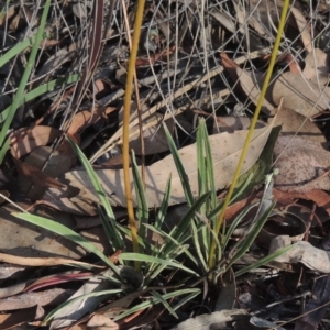 Stylidium graminifolium at Bungendore, NSW - 5 Jan 2021