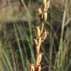 Stylidium graminifolium at Bungendore, NSW - 5 Jan 2021 07:23 PM