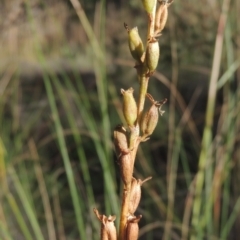 Stylidium graminifolium at Bungendore, NSW - 5 Jan 2021