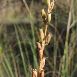 Stylidium graminifolium at Bungendore, NSW - 5 Jan 2021