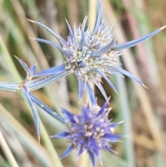 Eryngium ovinum (Blue Devil) at Murrumbateman Cemetery - 13 Feb 2021 by tpreston