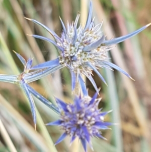 Eryngium ovinum at Murrumbateman, NSW - 13 Feb 2021 12:41 PM