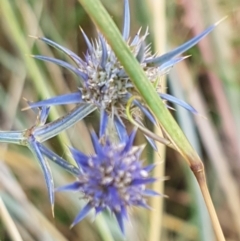 Eryngium ovinum at Murrumbateman, NSW - 13 Feb 2021 12:41 PM