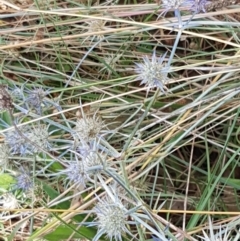 Eryngium ovinum at Murrumbateman, NSW - 13 Feb 2021 12:41 PM