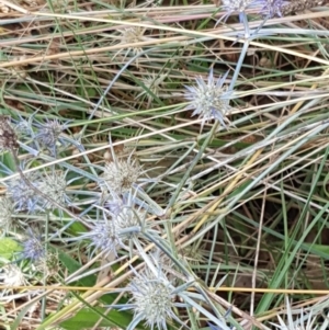 Eryngium ovinum at Murrumbateman, NSW - 13 Feb 2021