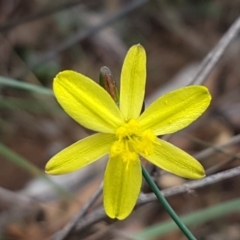 Tricoryne elatior (Yellow Rush Lily) at Murrumbateman Cemetery - 13 Feb 2021 by tpreston