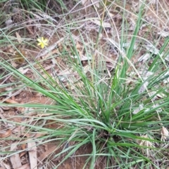 Tricoryne elatior at Murrumbateman, NSW - 13 Feb 2021