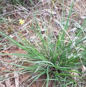 Tricoryne elatior at Murrumbateman, NSW - 13 Feb 2021