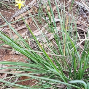 Tricoryne elatior at Murrumbateman, NSW - 13 Feb 2021 12:39 PM